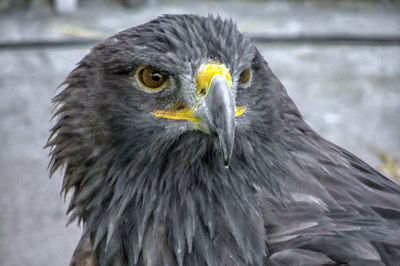 Close-up portrait of eagle