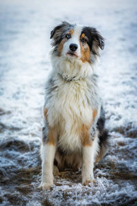 Portrait of dog on snow