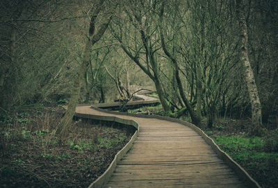 Empty road amidst trees in forest