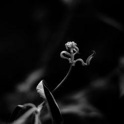 Close-up of wilted flower against blurred background