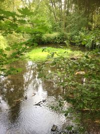 Scenic view of lake in forest