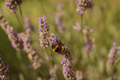 Bumble bee on a lavender flower showing spring or summer pollination on a farm.