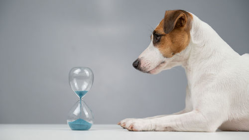 Jack russell terrier dog lies next to an hourglass on a gray background