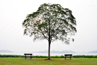 Bench by tree on field against clear sky