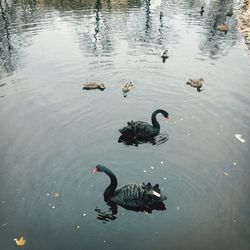 Ducks swimming in lake