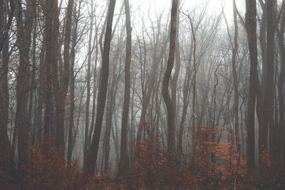 Trees in forest during autumn