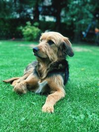 Dog relaxing on field