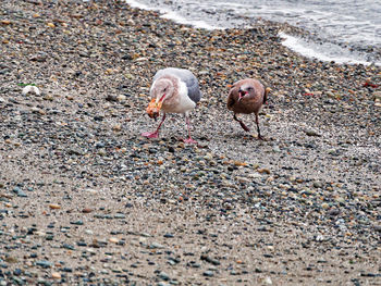 Close-up of birds on sand