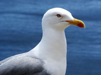 Sea bird gull