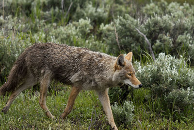 Side view of an animal on grass