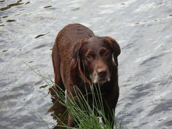 High angle portrait of dog in lake