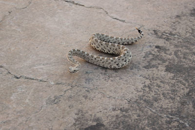 High angle view of crab on ground