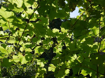 Low angle view of tree against sky