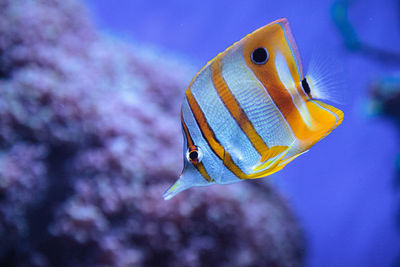 Close-up of fish swimming in aquarium