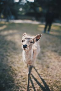 Portrait of dog outdoors