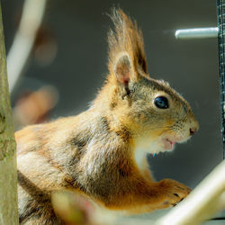 Close-up of squirrel