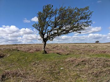 Tree on field against sky