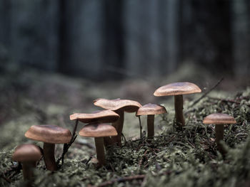 Close-up of mushroom growing on field