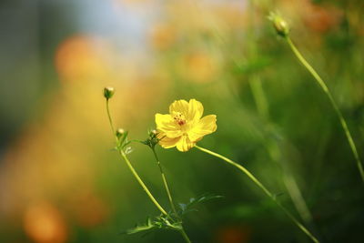 Close-up of yellow flowering plant