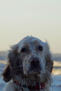 Close-up portrait of dog