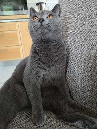 Cat looking away while sitting at home