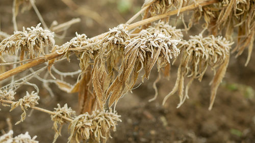 Close-up of dried plant