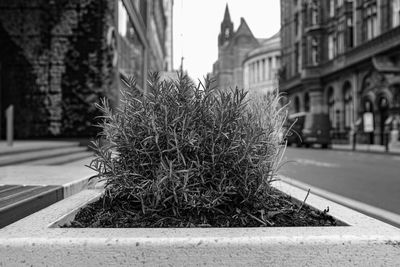 Close-up of plant against building in city