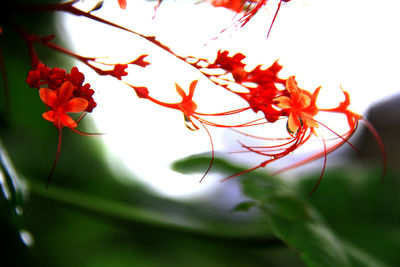 Close-up of red flowers against blurred background