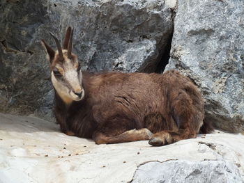 Goat resting in a zoo