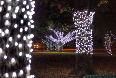 Illuminated christmas tree at night