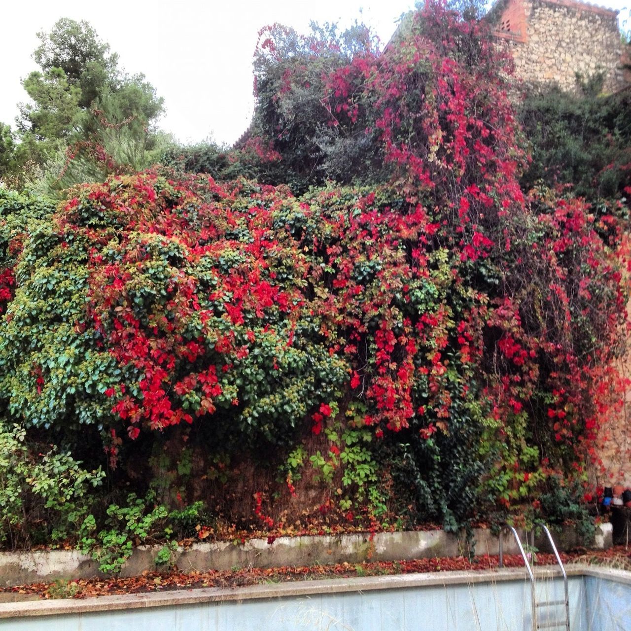 tree, flower, growth, red, beauty in nature, nature, water, freshness, plant, park - man made space, pink color, tranquility, built structure, blossom, day, outdoors, branch, season, tranquil scene, change