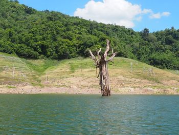 Scenic view of tree by stream against sky