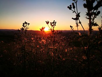 Silhouette plants on field against sky during sunset