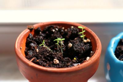 Close-up of potted plant