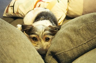 High angle portrait of dog at home