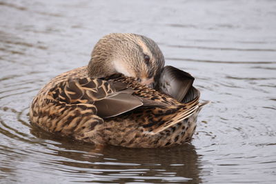 Duck swimming in a lake