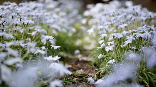 Close-up of white flowering plants on field