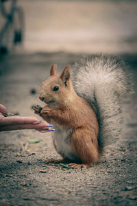 Close-up of squirrel