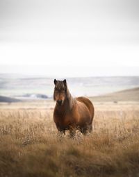 Portrait of horse standing on grassy field against sky