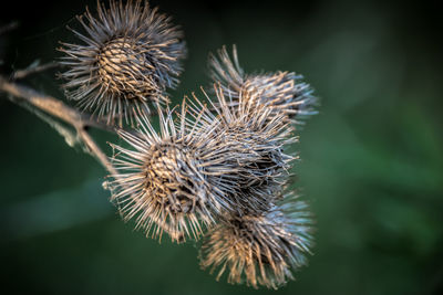 Close-up of dried thistle