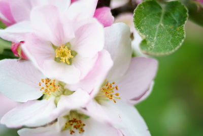 Close-up of pink flower