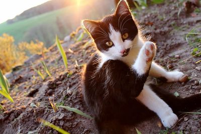 Portrait of a cat on field