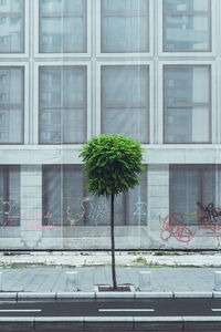 Plant against building