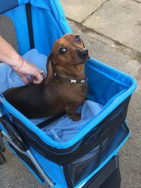 High angle view of dog sitting on hand