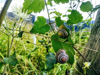 Close-up of snail on plant