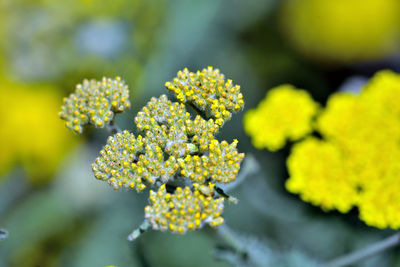 Close-up of yellow flowering plant