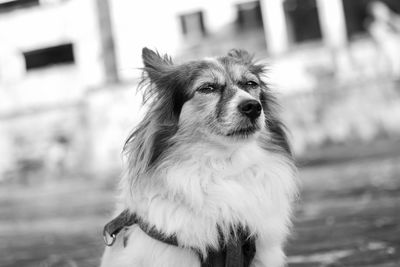 Portrait of dog standing outdoors