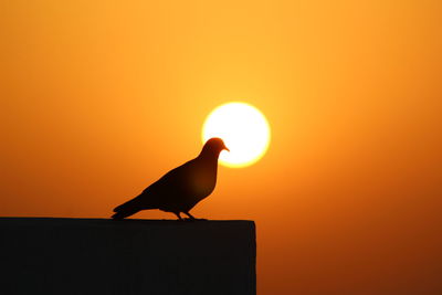 Silhouette bird perching on retaining wall against orange sky during sunset