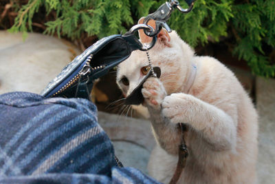 Cat playing with bag