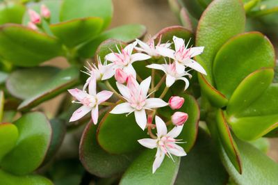 Close-up of pink flowering plant